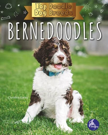 Bernedoodles