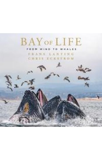 Bay of Life