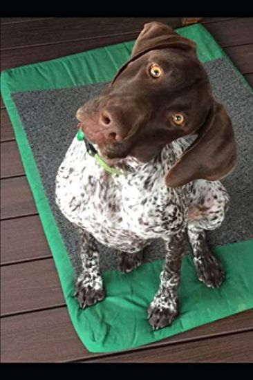 Zara the Geeper's 2019 Dog Blog: Musings of an Exceptioal Dog