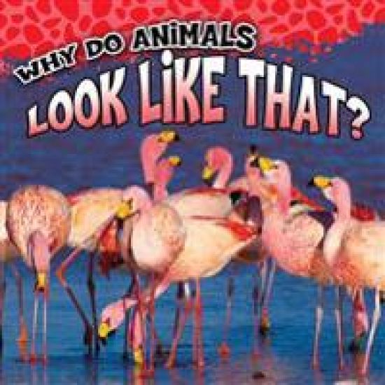 Why Do Animals Look Like That?