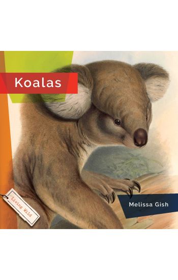 Koalas