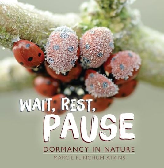 Wait, Rest, Pause: Dormancy in Nature