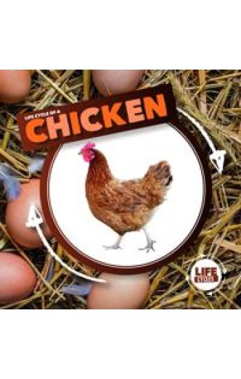 Life Cycle of a Chicken