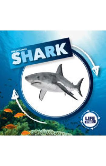 Life Cycle of a Shark