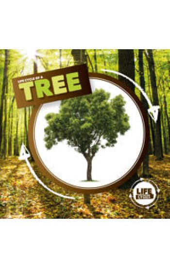 Life Cycle of a Tree