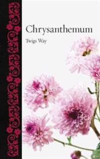 Chrysanthemum