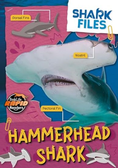 Hammerhead Shark