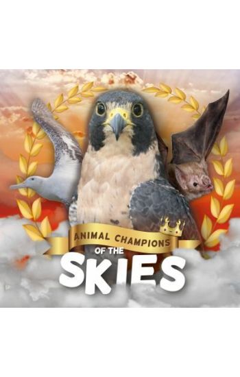 Skies