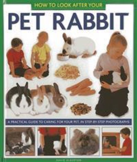 How to Look After Your Pet Rabbit