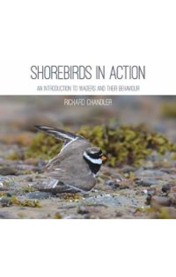 Shorebirds in Action