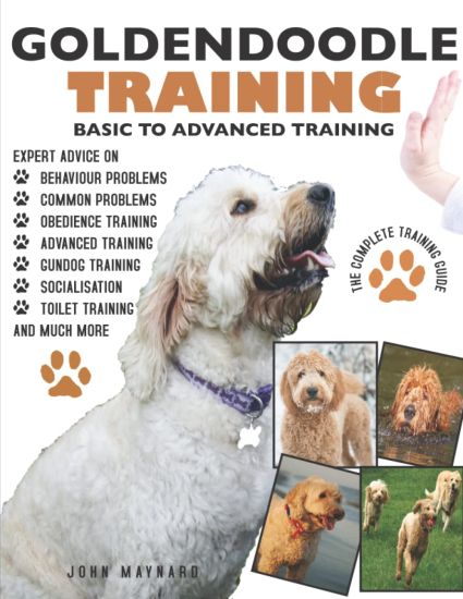 Goldendoodle