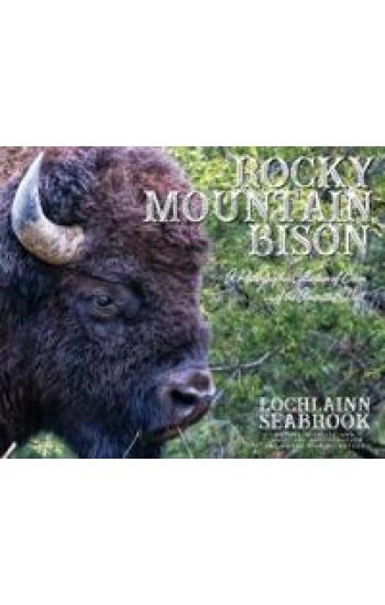 Rocky Mountain Bison
