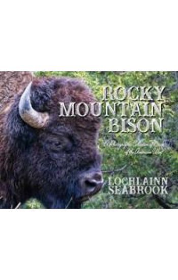 Rocky Mountain Bison