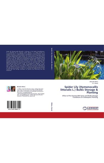 Spider Lily (Hymenocallis littoralis L.) Bulbs Storage & Planting