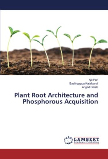 Plant Root Architecture and Phosphorous Acquisition
