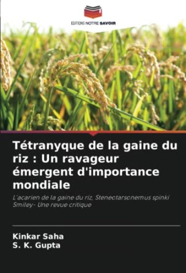 Tétranyque de la gaine du riz : Un ravageur émergent d'importance mondiale