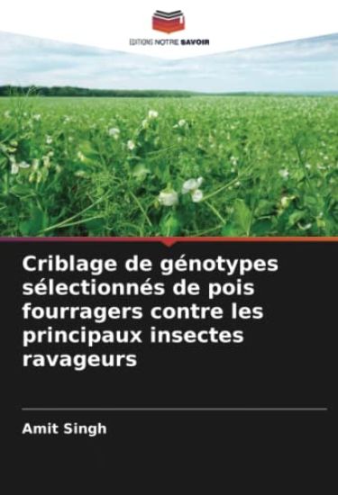 Criblage de génotypes sélectionnés de pois fourragers contre les principaux insectes ravageurs
