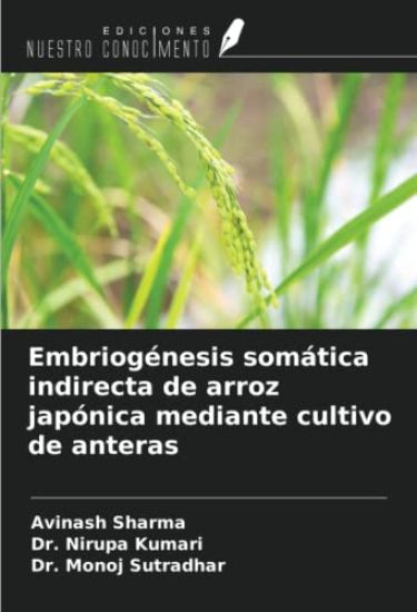 Embriogénesis somática indirecta de arroz japónica mediante cultivo de anteras