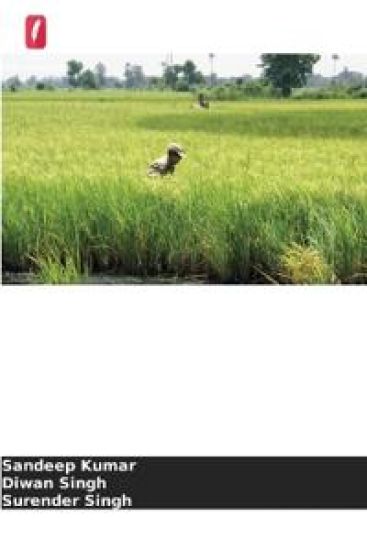Estratégias de sementeira para o cultivo do arroz