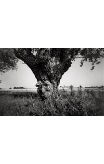 Hindsholm