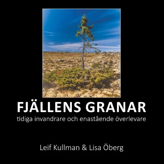 Fjällens granar : tidiga invandrare och enastående överlevare