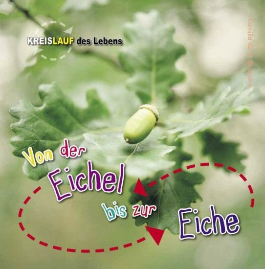 Von der Eichel bis zur Eiche