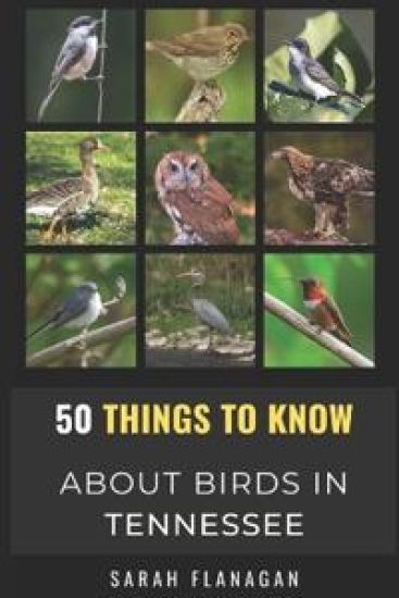 50 Things to Know About Birds in Tennessee