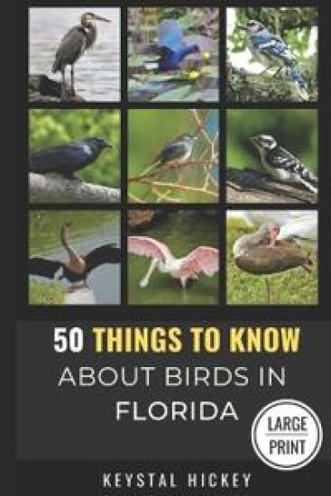 50 Things to Know About Birds in Florida