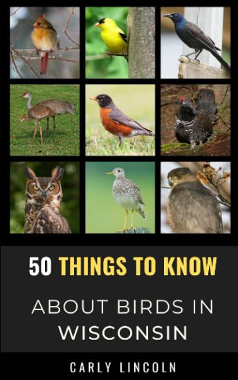 50 Things to Know About Birds in Wisconsin