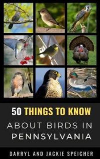 50 Things to Know About Birds in Pennsylvania