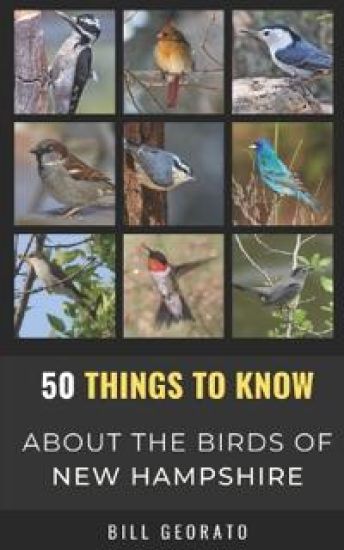 50 Things to Know About Birds In New Hampshire