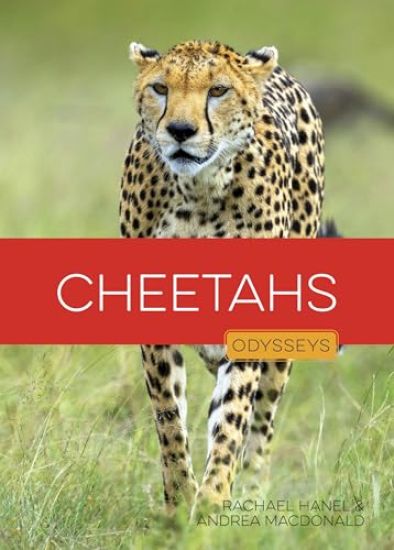 Cheetahs